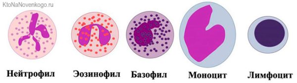 Лейкоциты эозинофилы базофилы нейтрофилы