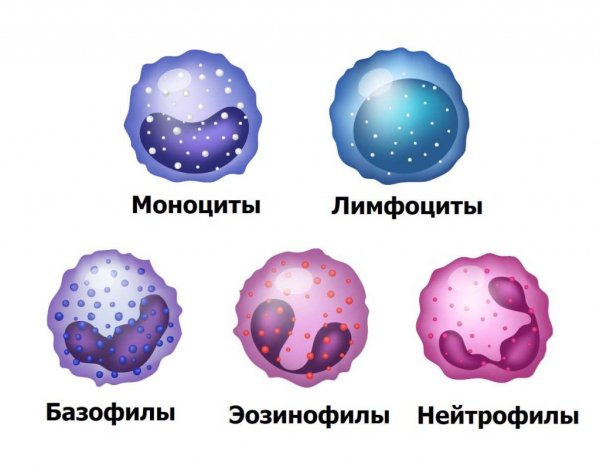 Разновидности лейкоцитов