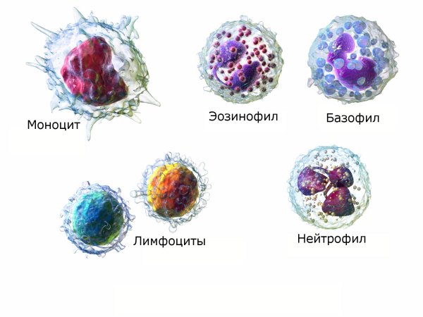 Лимфоцит рисунок