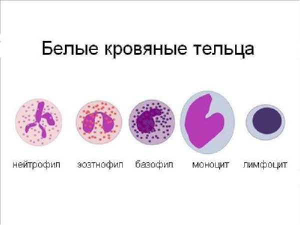 Лейкоциты гранулоциты и агранулоциты