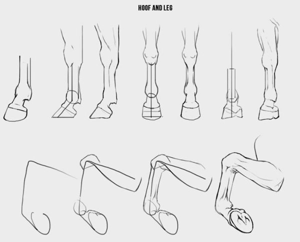 Референс ноги лошади сзади