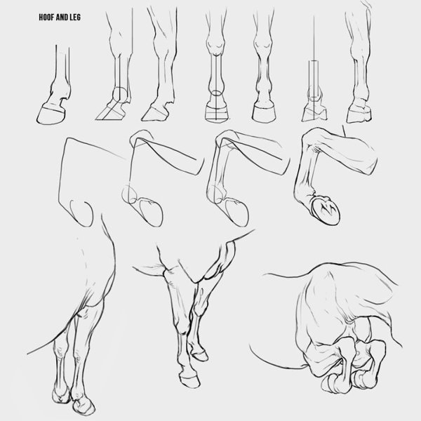 Референс ноги лошади сзади