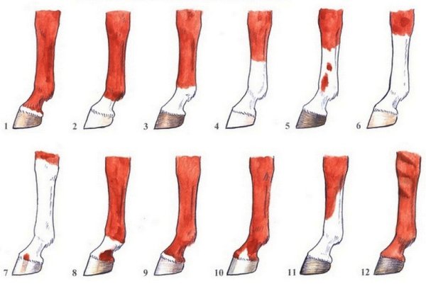 Ноги лошади