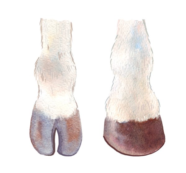 Копыто рисунок