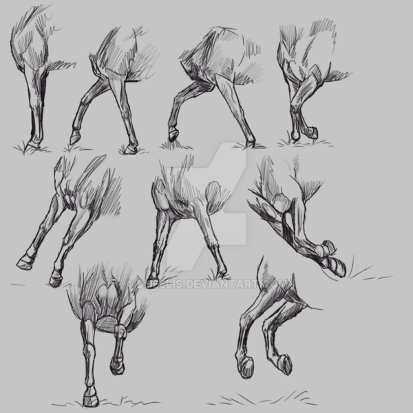 Копыто лошади рисунок