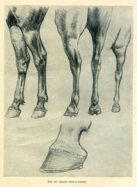 Передние ноги у коня