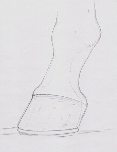 Копыта референс