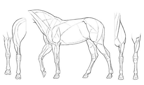 Анатомия конечности лошади