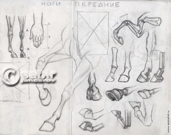 Копыта Козлов референс