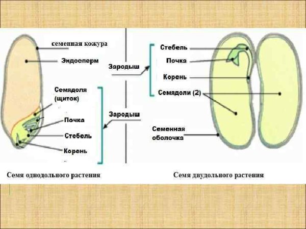 Строение семени покрытосеменных