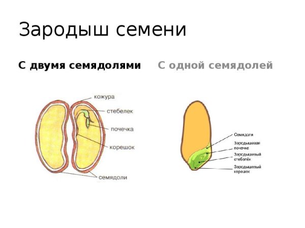 1 Семядоля и 2 семядоли