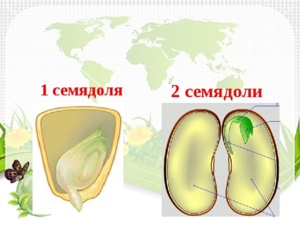 1 Семядоля и 2 семядоли
