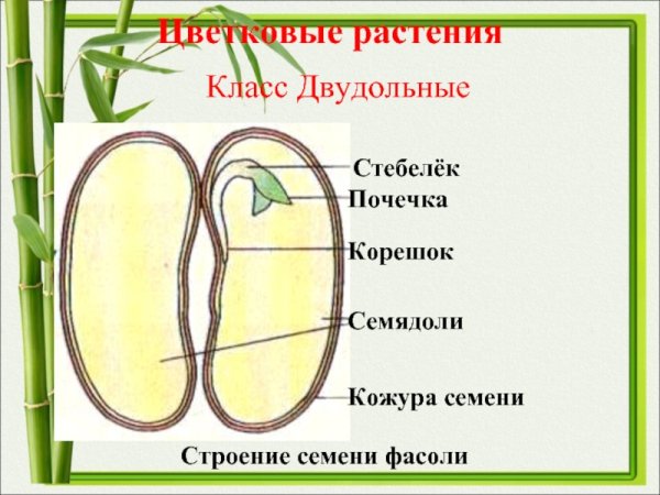 Строение семени растения 6 класс биология
