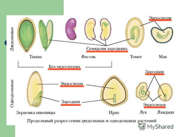Семя томата строение ЕГЭ