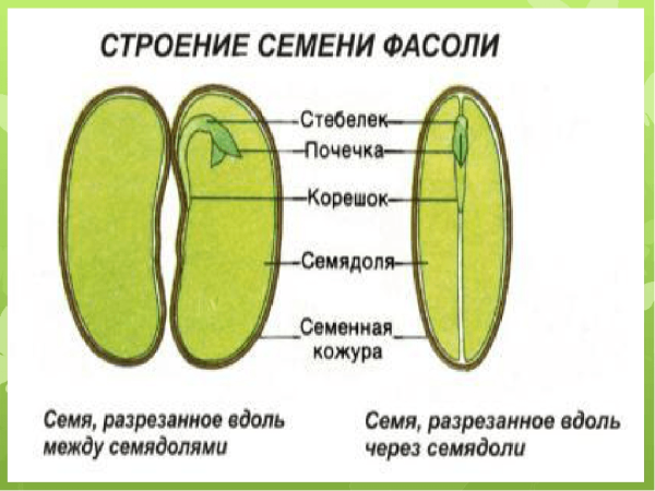 Строение семени 6 класс биология