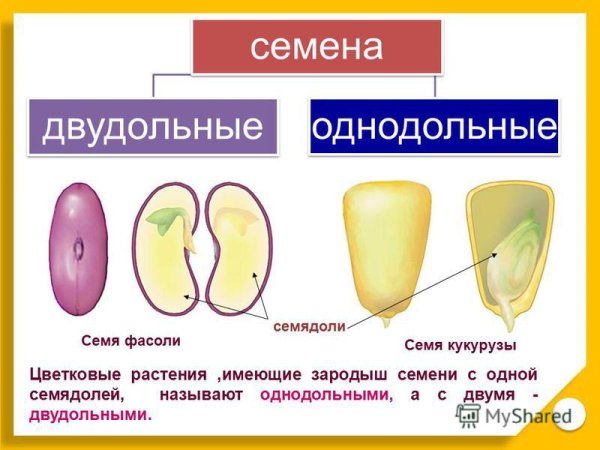 Семядоля однодольного семени кукурузы