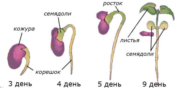 Проростки фасоли семядоли