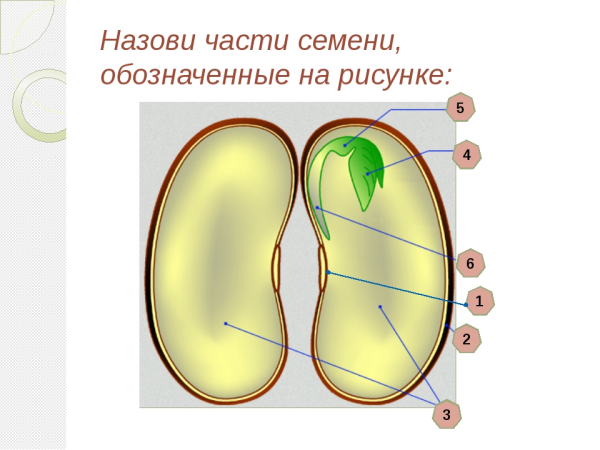 Строение семени двудольного растения рисунок