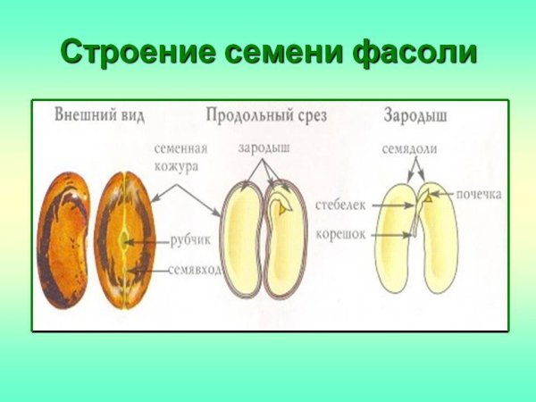 Строение зародыша семени фасоли рисунок