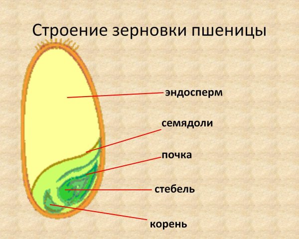 Строение семени пшеницы эндосперм