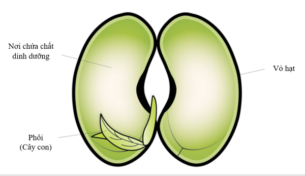 Семядоли зародыша фасоли