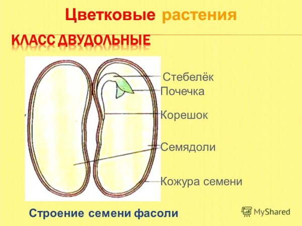 Строение семядоли фасоли