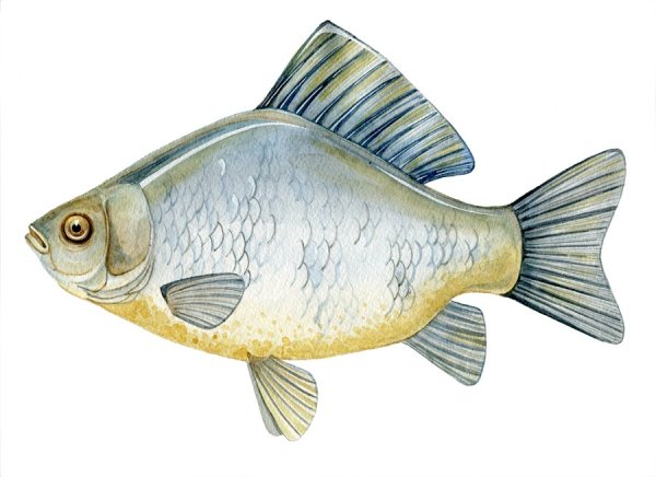 Рыба картинка для детей