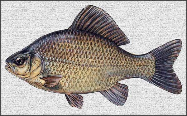 Карась для детей