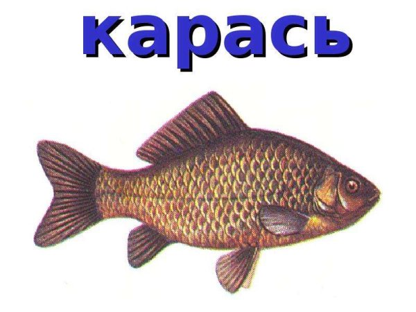 Рыба карась