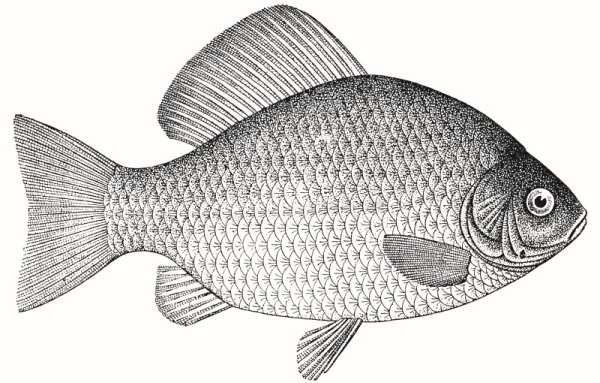 Карась раскраска