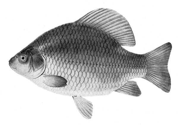 Карась картинка