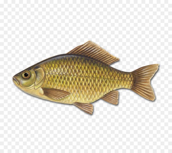 Карась для детей