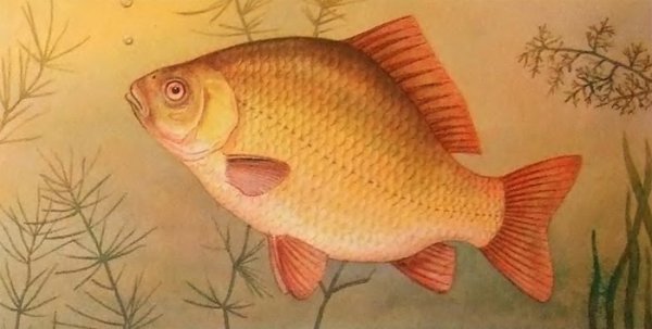 Карась раскраска для детей