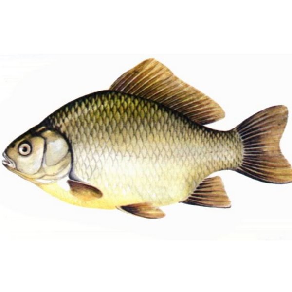 Карп раскраска