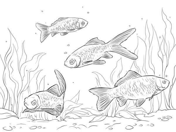 Василий Белов Мальва провенилась