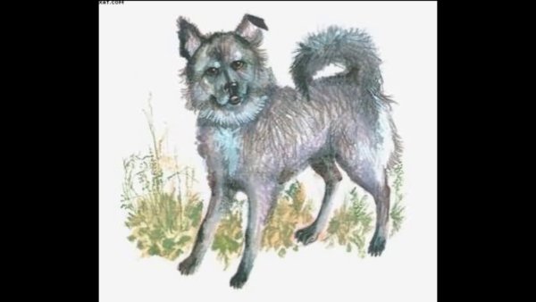 Белов Василий Иванович рассказы о всякой живности