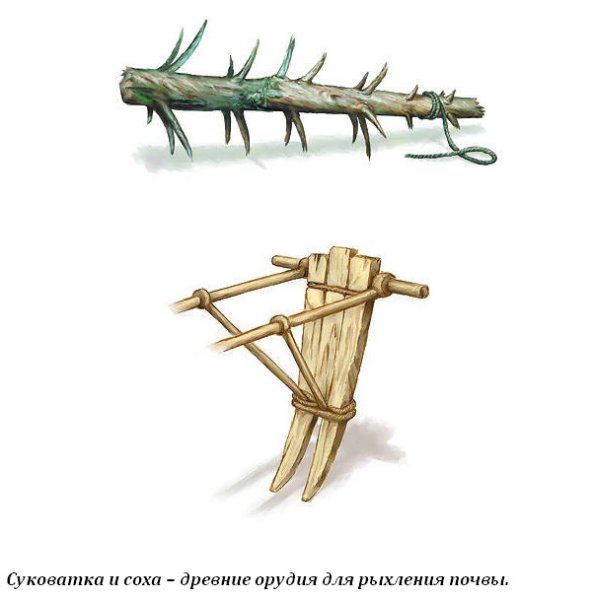 Борона-суковатка древняя