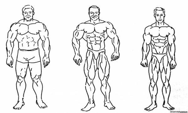 Типы телосложения эктоморф мезоморф эндоморф