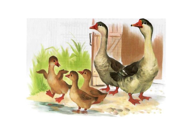 Гусь гусыня гусенок семья