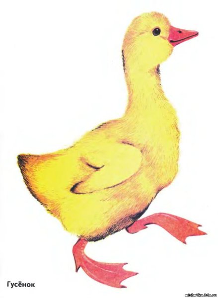 Домашняя птица