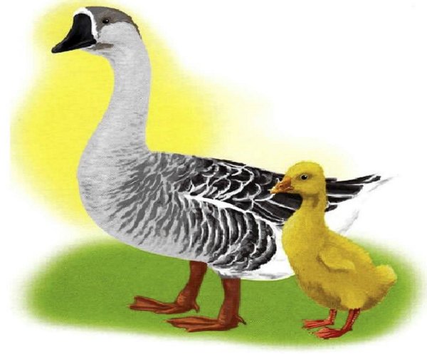 Утенок на белом фоне