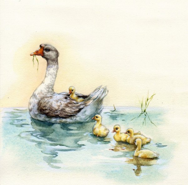Гадкий утенок утка