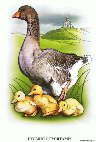 Гусь цветными карандашами