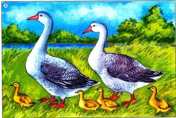 Черри Велли гусята