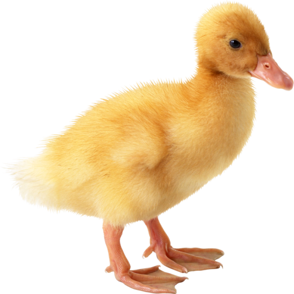 Гусенок мультяшный