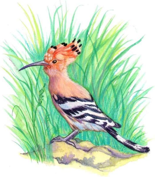 Удод Степной дятел