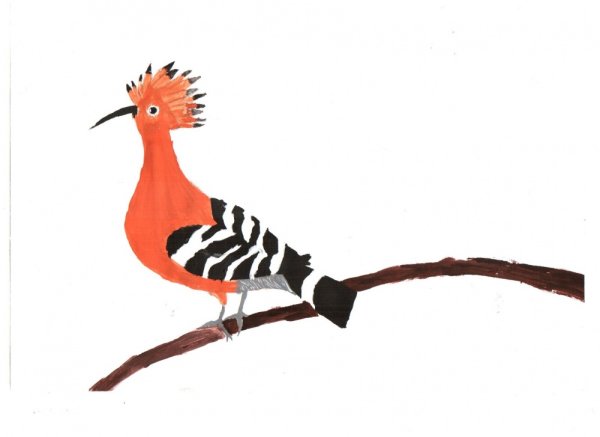 Удод Удод для детей