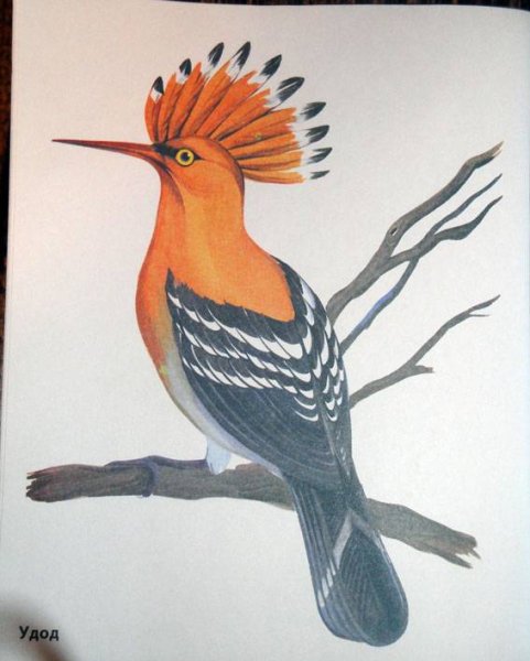 Удод без хохолка