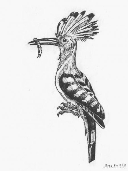 Удод, Удод, птица, Удод, Удод, птица, Удод, птица, Удод.