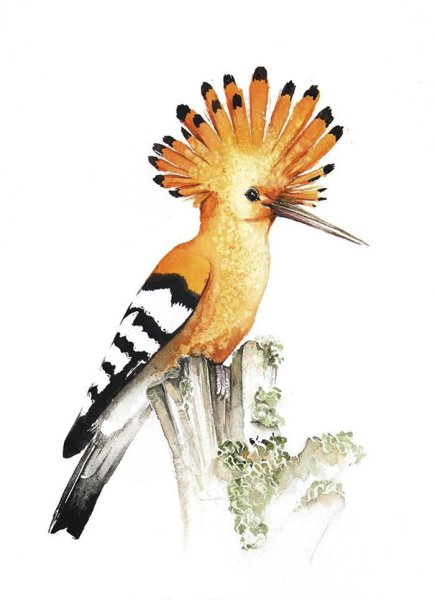 Удод Жан Клод